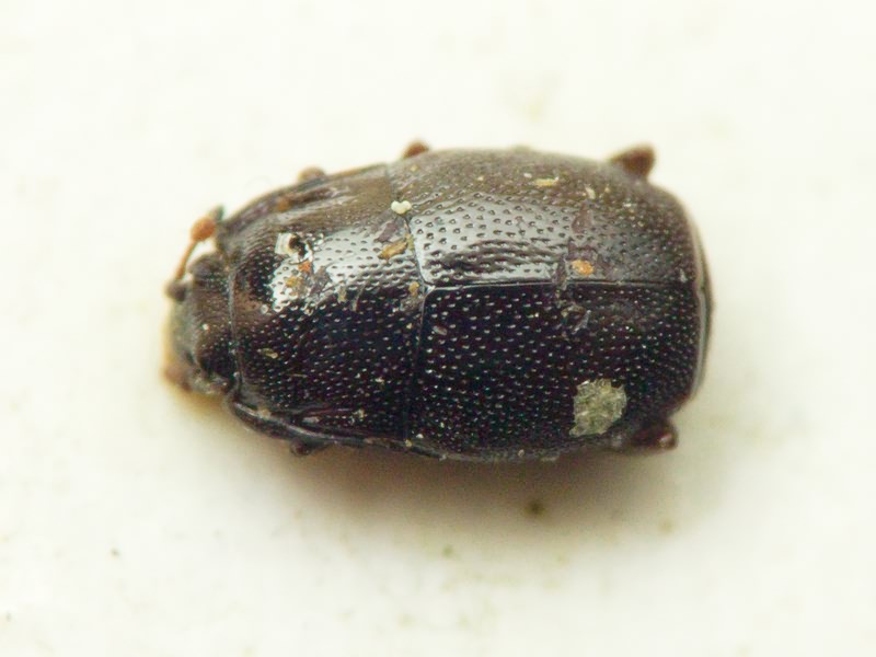 Plegaderus saucius meridionalis J. Müller, 1907